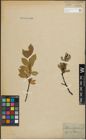 Foto von Salix hastata L.